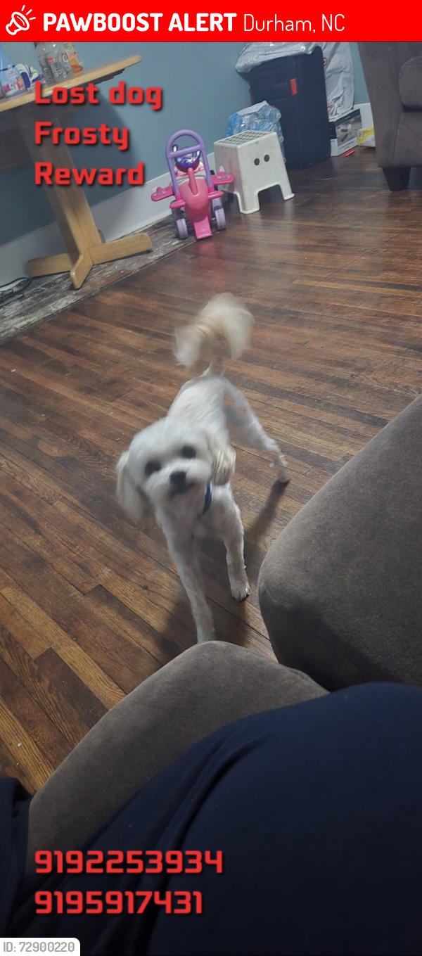 Lost Male Dog last seen Downtown Durham , Durham, NC 27705