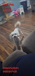 Lost Male Dog last seen Downtown Durham , Durham, NC 27705