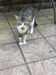 Lost Unknown Cat last seen Voorhies , Baton Rouge, LA 70815