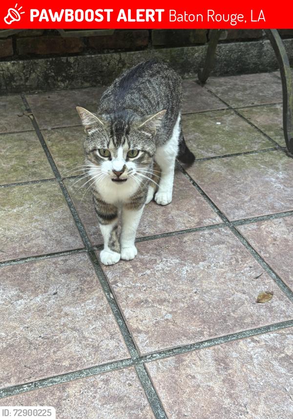 Lost Unknown Cat last seen Voorhies , Baton Rouge, LA 70815