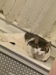 Reunited Female Cat last seen Near warrington ave, Philadelphia, PA 19143