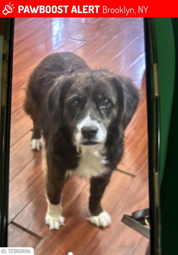 Lost Female Dog last seen Flatlands Ave, Brooklyn, NY 11236