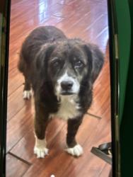 Lost Female Dog last seen Flatlands Ave, Brooklyn, NY 11236
