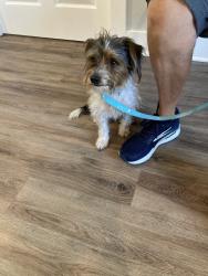 Found/Stray Male Dog last seen Larrys pawn shop, North Fort Myers, FL 33917