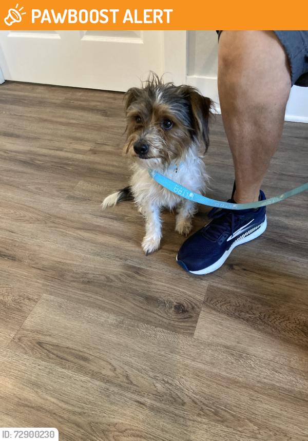 Found/Stray Male Dog last seen Larrys pawn shop, North Fort Myers, FL 33917