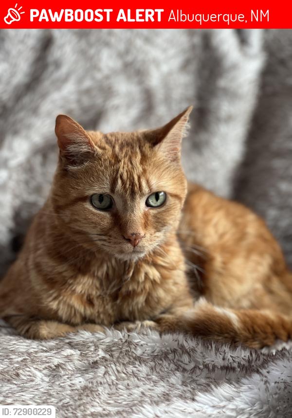 Lost Male Cat last seen Ventana Village and Rainbow, Albuquerque, NM 87114