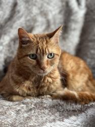 Lost Male Cat last seen Ventana Village and Rainbow, Albuquerque, NM 87114