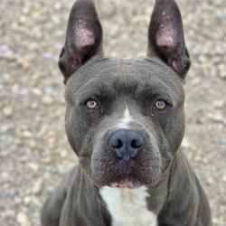 Shelter Stray Male Dog last seen Near , Indianapolis, IN 46221