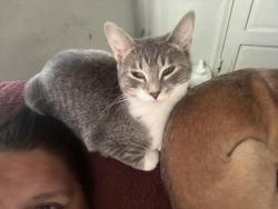 Reunited Female Cat last seen Maplewood, MN, USA, Maplewood, MN 55119
