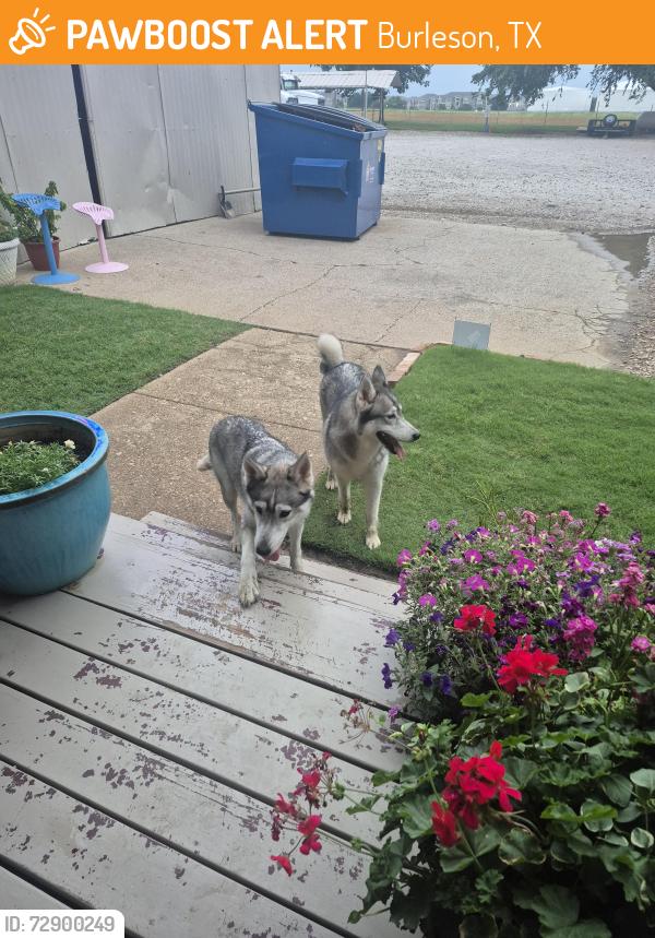 Found/Stray Unknown Dog last seen Hulen st and cr 1020, Burleson, TX 76028