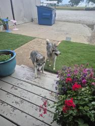 Found/Stray Unknown Dog last seen Hulen st and cr 1020, Burleson, TX 76028