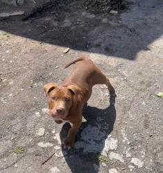Lost Male Dog last seen Gastonia nc, Gastonia, NC 28052