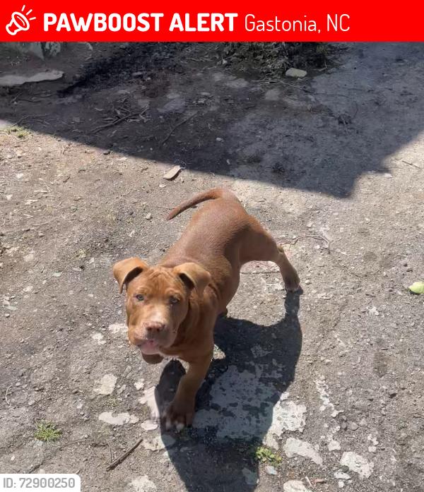 Lost Male Dog last seen Gastonia nc, Gastonia, NC 28052
