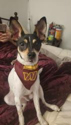 Lost Male Dog last seen In front of the Ford dealership, Lynchburg, VA 24501