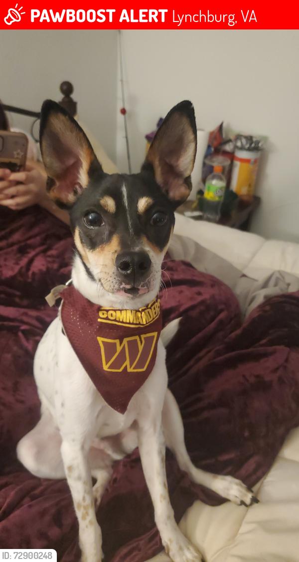 Lost Male Dog last seen In front of the Ford dealership, Lynchburg, VA 24501