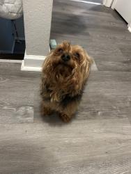 Lost Male Dog last seen My Home is the Address, Boiling Springs, SC 29316