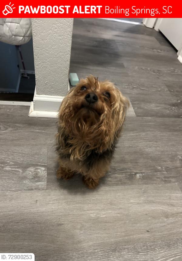 Lost Male Dog last seen My Home is the Address, Boiling Springs, SC 29316
