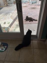 Found/Stray Male Cat last seen Black Mt Rd, San Diego, CA 92129