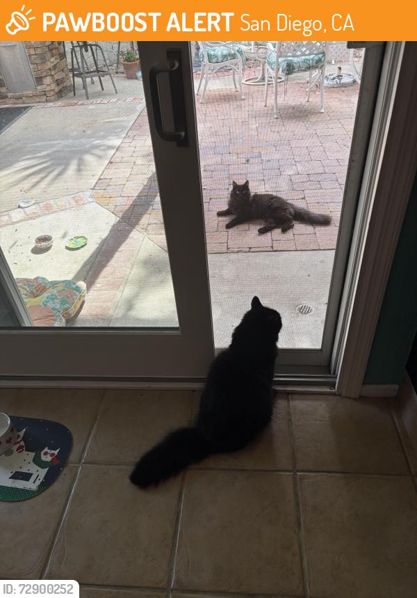 Found/Stray Male Cat last seen Black Mt Rd, San Diego, CA 92129