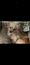 Lost Male Dog last seen North Lenore ave, Arlington, WA 98223