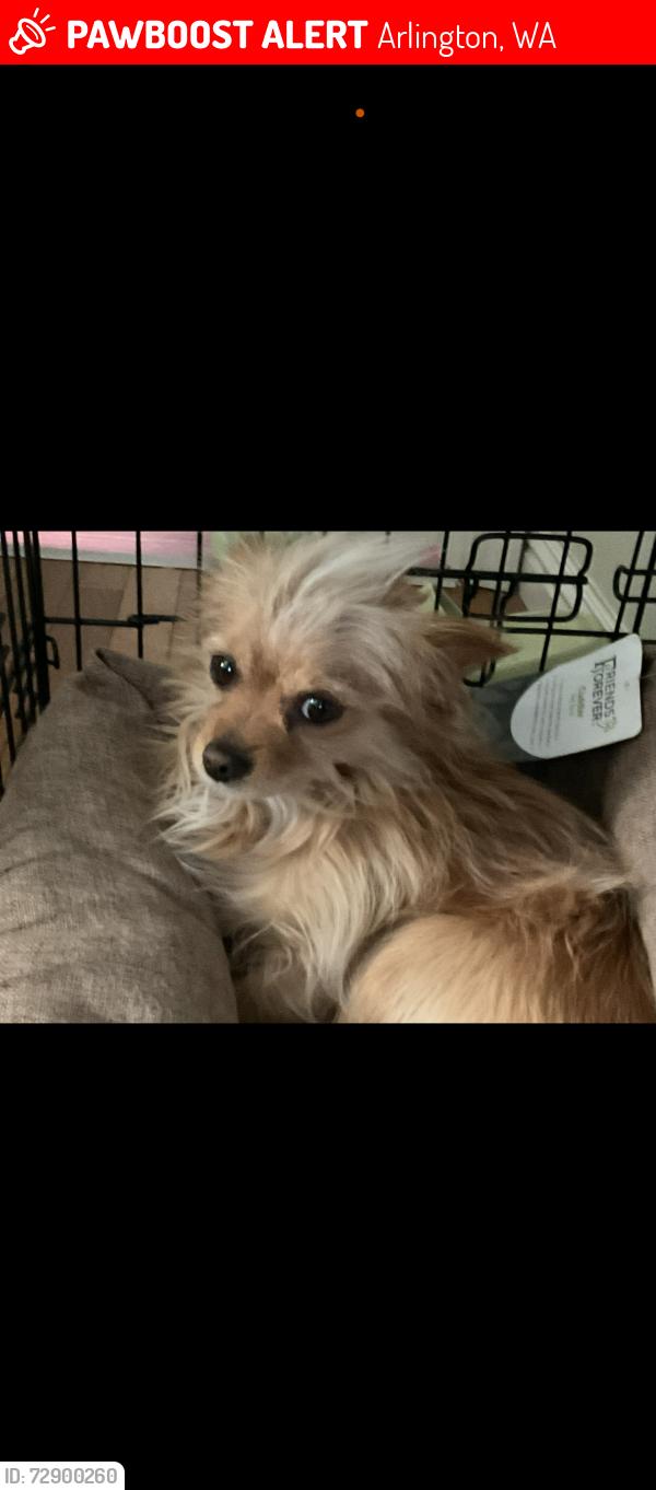 Lost Male Dog last seen North Lenore ave, Arlington, WA 98223