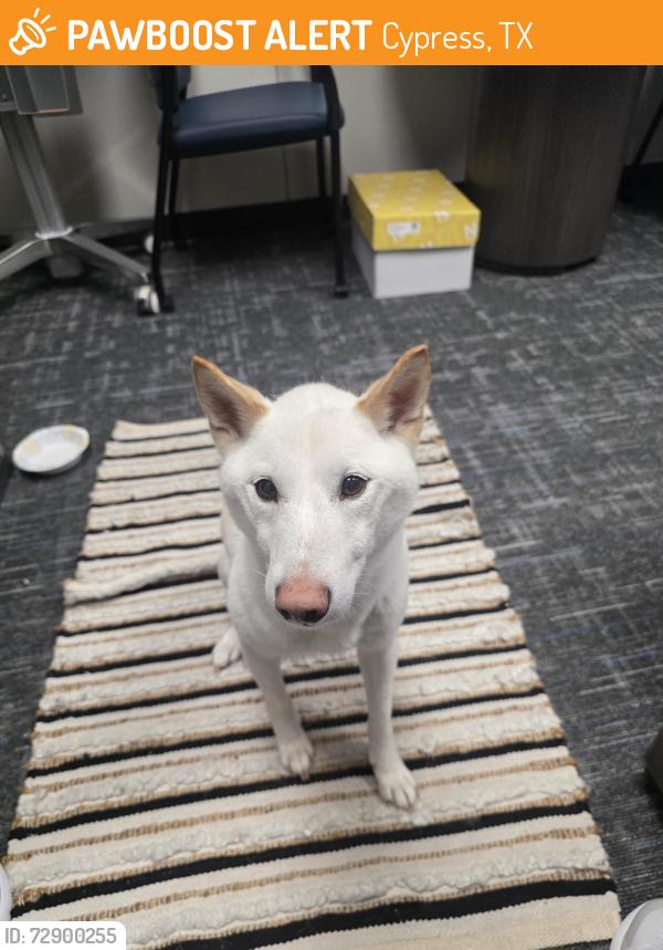 Found/Stray Male Dog last seen West Rd and Miramesa, Cypress, TX 77433