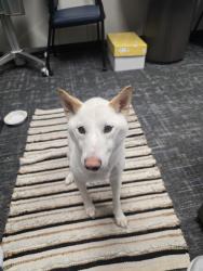 Found/Stray Male Dog last seen West Rd and Miramesa, Cypress, TX 77433
