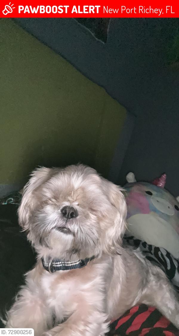 Lost Male Dog last seen Near beacon square, grayton dr, new port richey florida, New Port Richey, FL 34652