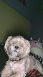 Lost Male Dog last seen Near beacon square, grayton dr, new port richey florida, New Port Richey, FL 34652