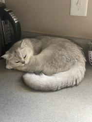Reunited Female Cat last seen Acton cir, moody ave, monte vista rd, Candler, NC 28715