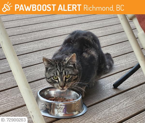 Found/Stray Unknown Cat last seen Sidaway & Steveston, Richmond, BC 
