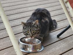Found/Stray Unknown Cat last seen Sidaway & Steveston, Richmond, BC 
