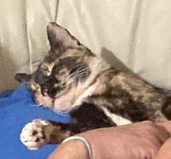 Lost Female Cat last seen Tanque Verde / Grant, Tucson, AZ 85715
