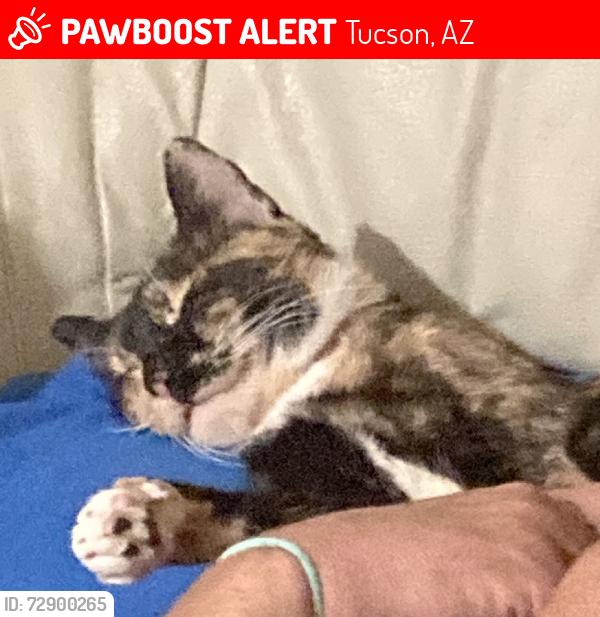 Lost Female Cat last seen Tanque Verde / Grant, Tucson, AZ 85715