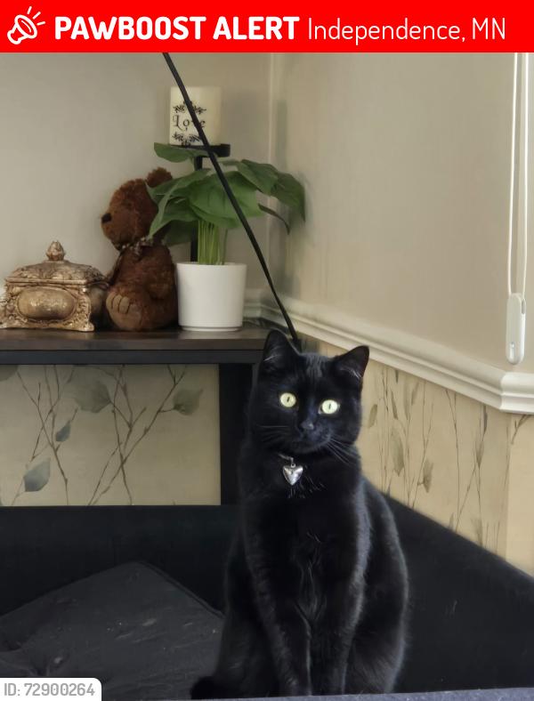 Lost Female Cat last seen County rd 92 and pioneer creek road, Independence, MN 55359