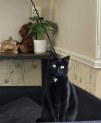 Lost Female Cat last seen County rd 92 and pioneer creek road, Independence, MN 55359