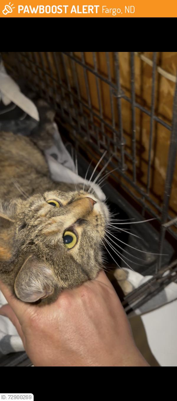 Found/Stray Unknown Cat last seen 30th Ave s, Fargo, ND 58103