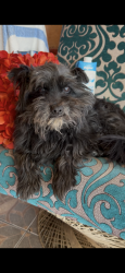Lost Male Dog last seen Jefferson & MLK St.Patrick Church, Los Angeles, CA 90011