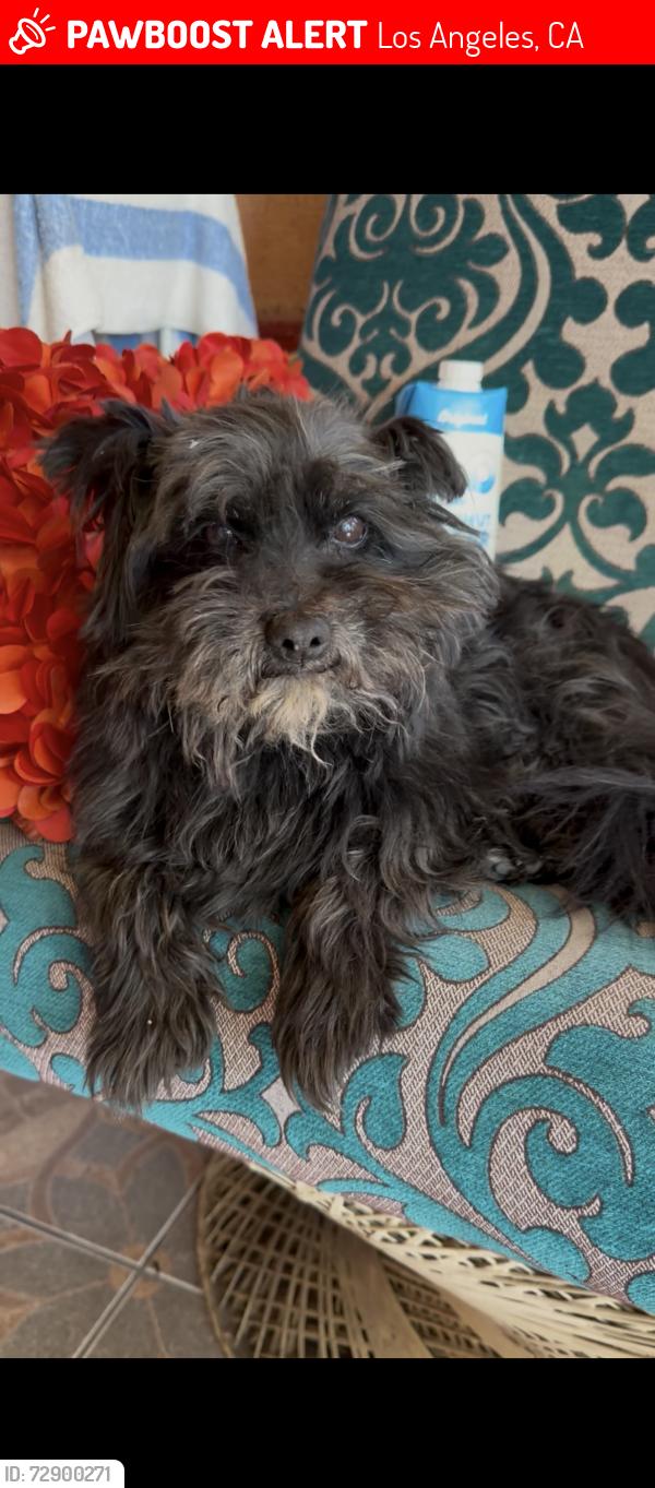 Lost Male Dog last seen Jefferson & MLK St.Patrick Church, Los Angeles, CA 90011