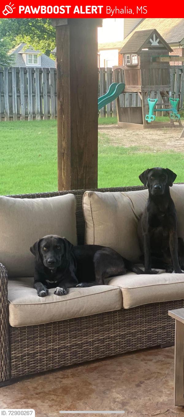 Lost Female Dog last seen Stonewall Rd, Byhalia, MS 38611