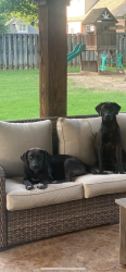 Lost Female Dog last seen Stonewall Rd, Byhalia, MS 38611