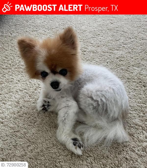 Lost Female Dog last seen Near and La Cima in Prosper, Prosper, TX 75078