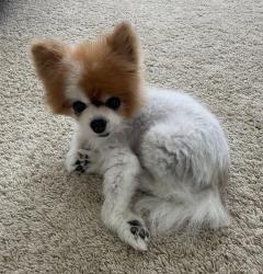 Lost Female Dog last seen Near and La Cima in Prosper, Prosper, TX 75078
