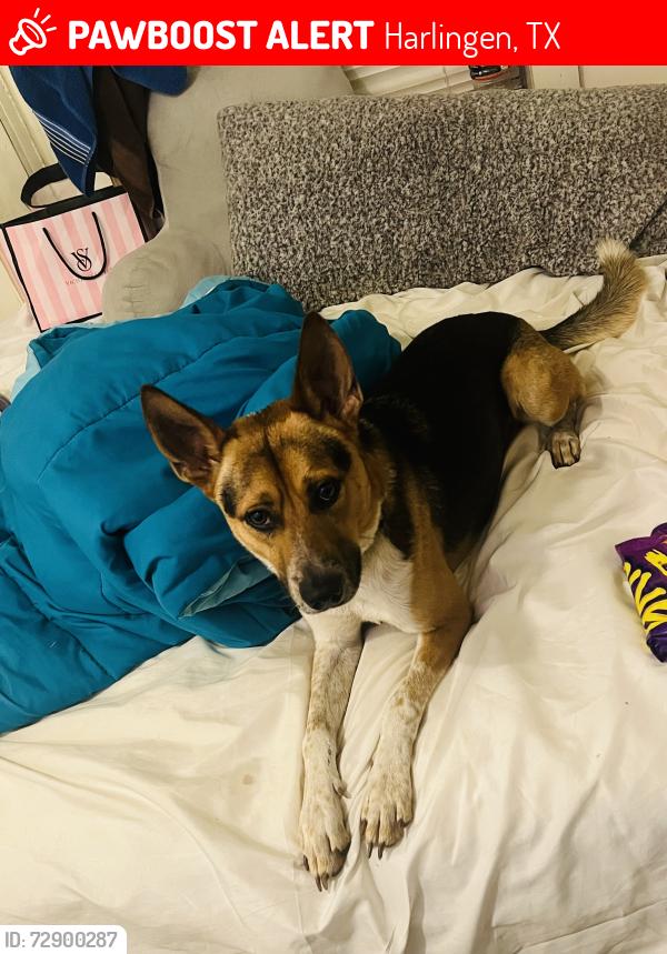 Lost Male Dog last seen N Eye St, Harlingen, TX 78550