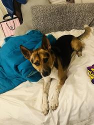 Lost Male Dog last seen N Eye St, Harlingen, TX 78550