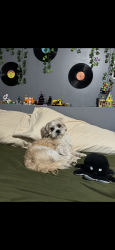 Lost Male Dog last seen penn ave , Brooklyn Park, MN 55443