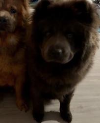 Reunited Male Dog last seen Near Savory Pl, Converse, TX 78109, USA, Converse, TX 78109