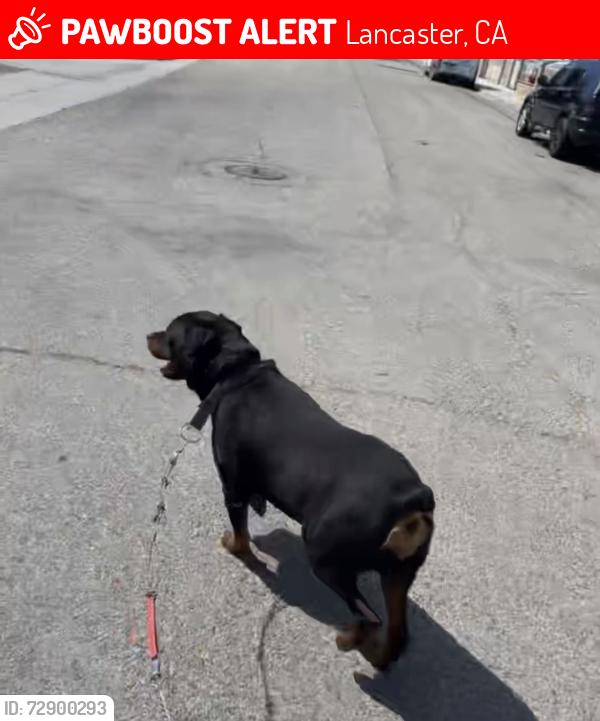 Lost Male Dog last seen Ave J and15th street East, Lancaster, CA 93535