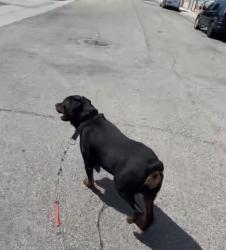 Lost Male Dog last seen Ave J and15th street East, Lancaster, CA 93535