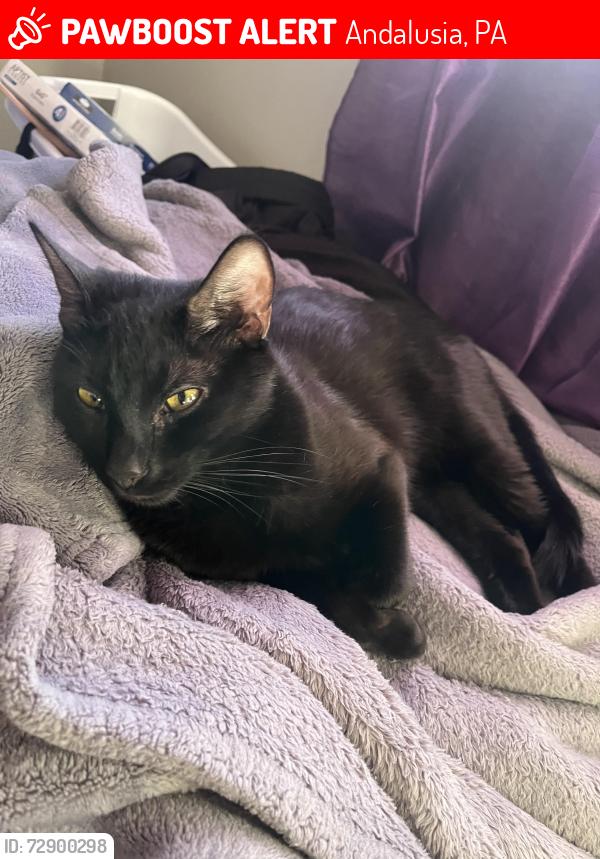 Lost Female Cat last seen Near Bristol pike , Andalusia, PA 19020